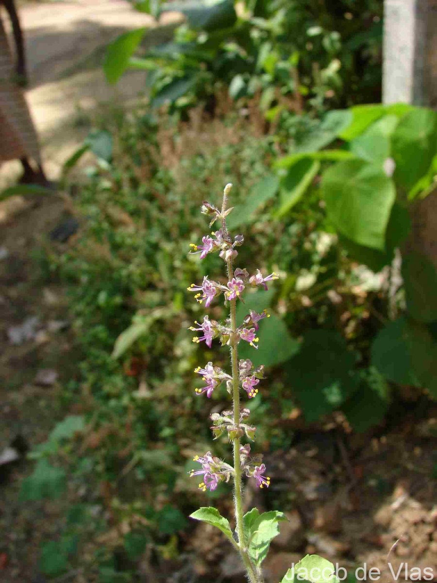 Ocimum tenuiflorum L.